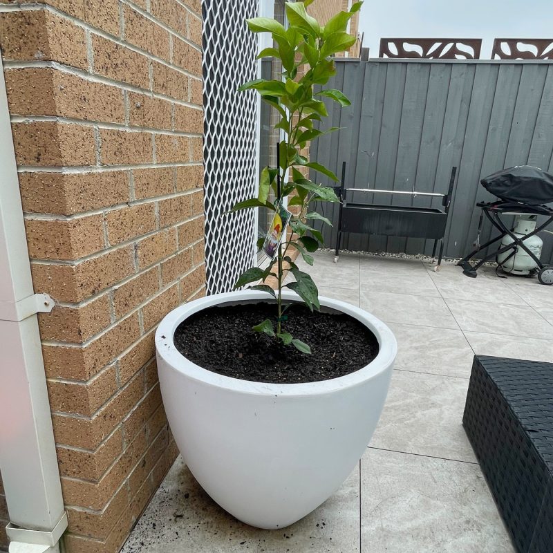 Egg Cup Plant Pots